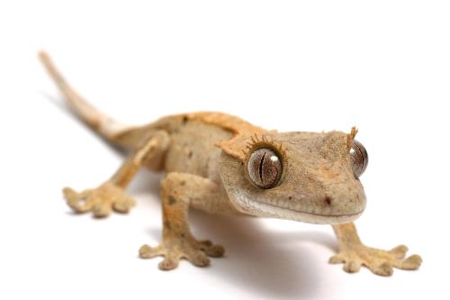 Hilaricgeneric's tweet image. #scp #ESU 
Object class: safe.
Item name: XT-003 Common anthropomorph
Kingdom: sapiens animal
Assigned number: 003
population: unknown
planet system of origin: not unique
planet of origin: not unique

XT-003 is a kingdom of anthropomorphic animals that exabit human behavior.