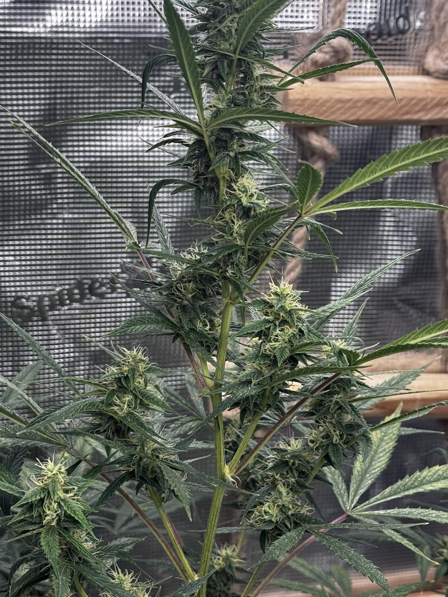 ZielonyPatrolEF's tweet image. DailyDay!We mixed BioBizz nutrients at 0.5–1 ml per liter in 3 liters of water.
The plant absorbed everything completely. #chill #grow #love