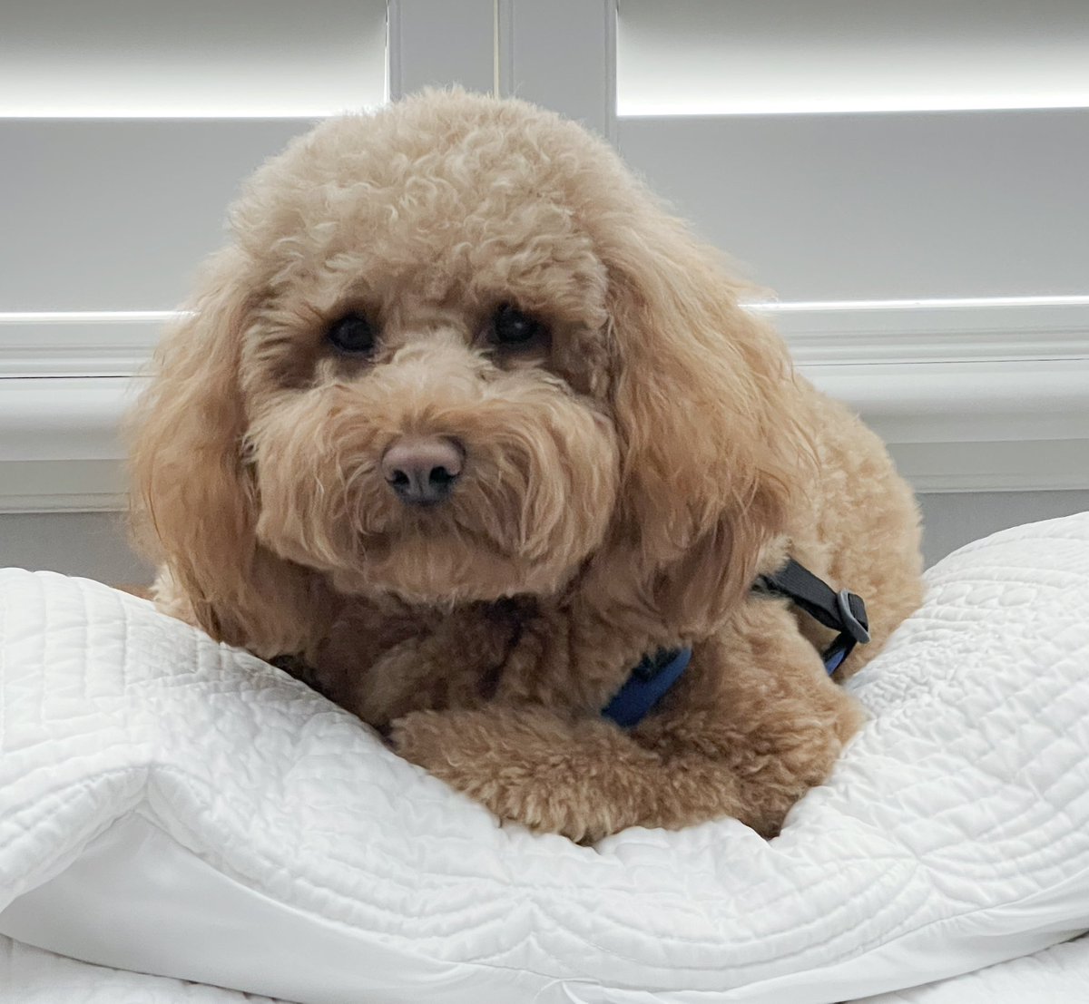 23LbsofHappy's tweet image. So we finds ourselves askin after 14 days…where’s da birdie.🤷‍♀️ Then we sees him sittin in a nest and suddenly all is right in our worle agains #Dogs #Birdscanbecrazy #DogsBeingDogs #Simplylife