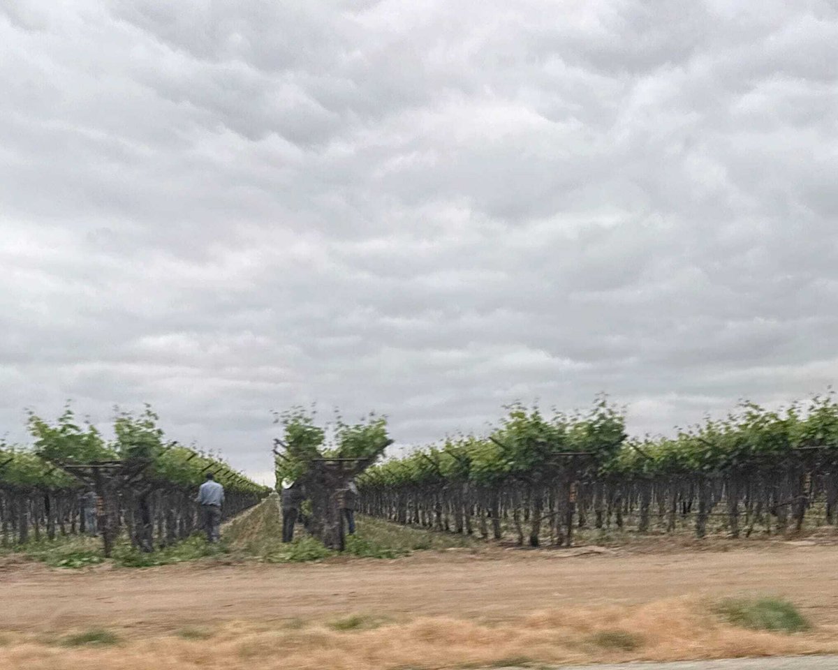 United Farm Workers tweet media