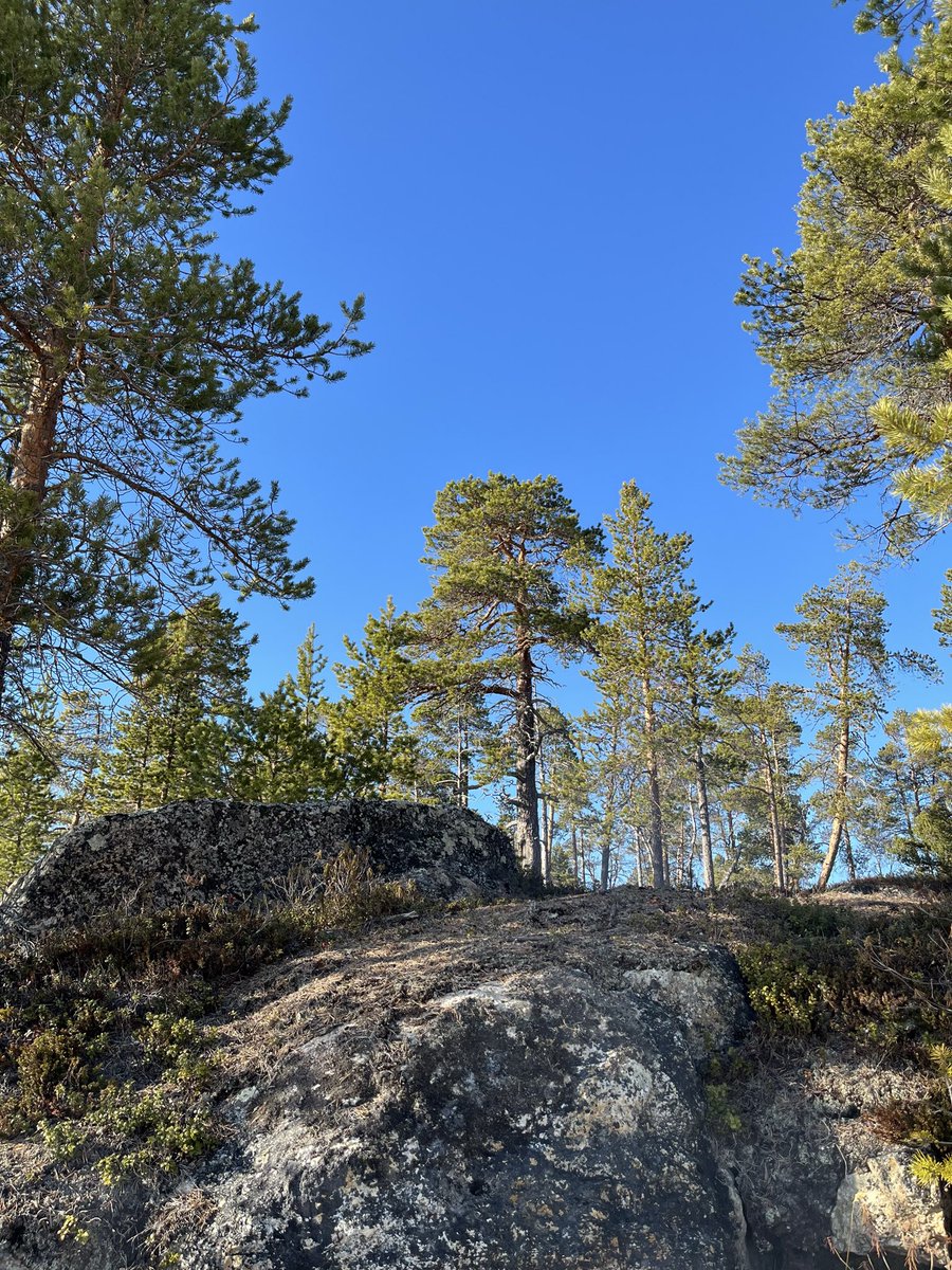 Anu Avaskari tweet media