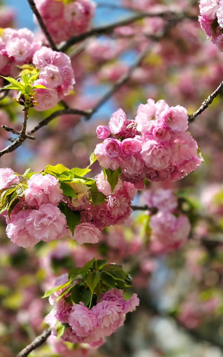 ♡‿KaZ⁀ ♡ tweet media