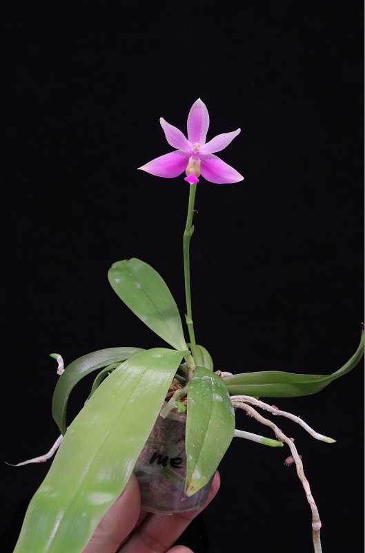 【NK】 tweet media