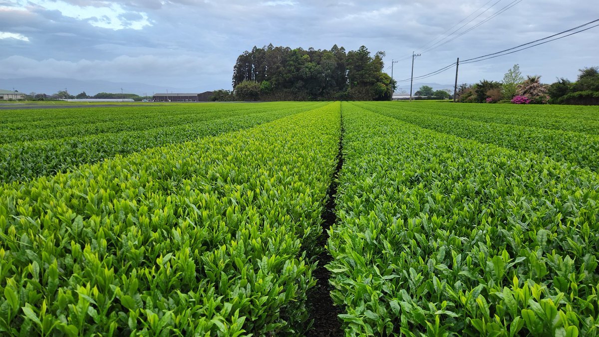 4/19 サエミドリ
摘採します。
#2025新茶