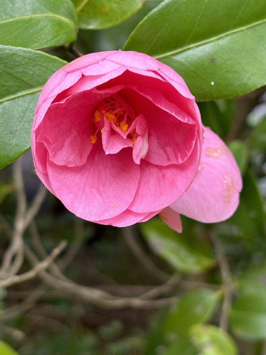 金色のヤタ☆事実整頓☆ tweet media