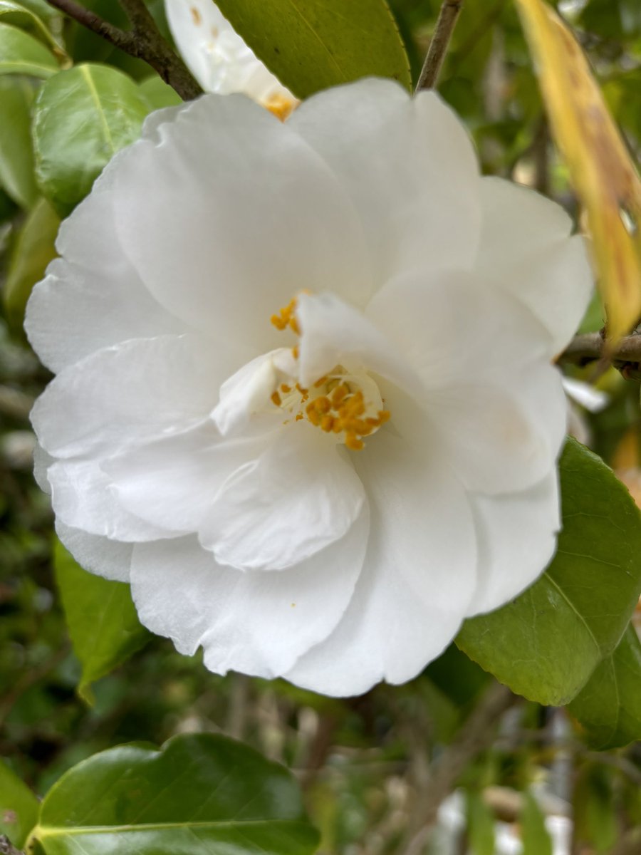 金色のヤタ☆事実整頓☆ tweet media