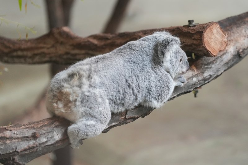 ContextKoalasJP's tweet image. #koala