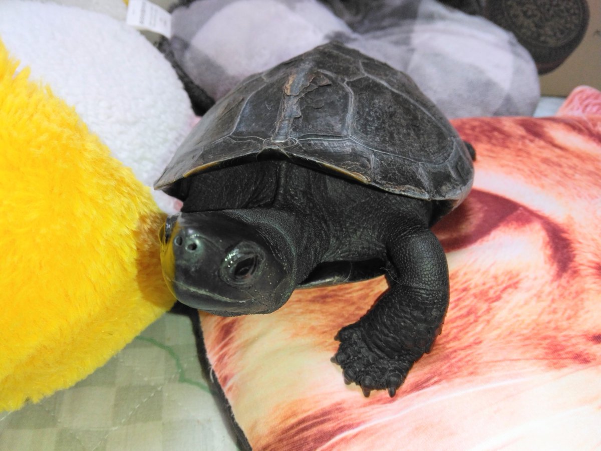 胡桃(くるくる)🐢
「今日のボクは
　朝ごはん🍚💩部屋ン歩したら
　ベランダぼっこ☀
　昼🍚💩寝る前に部屋ン歩💨💨
　イソガシイ💦イソガシイ💦」