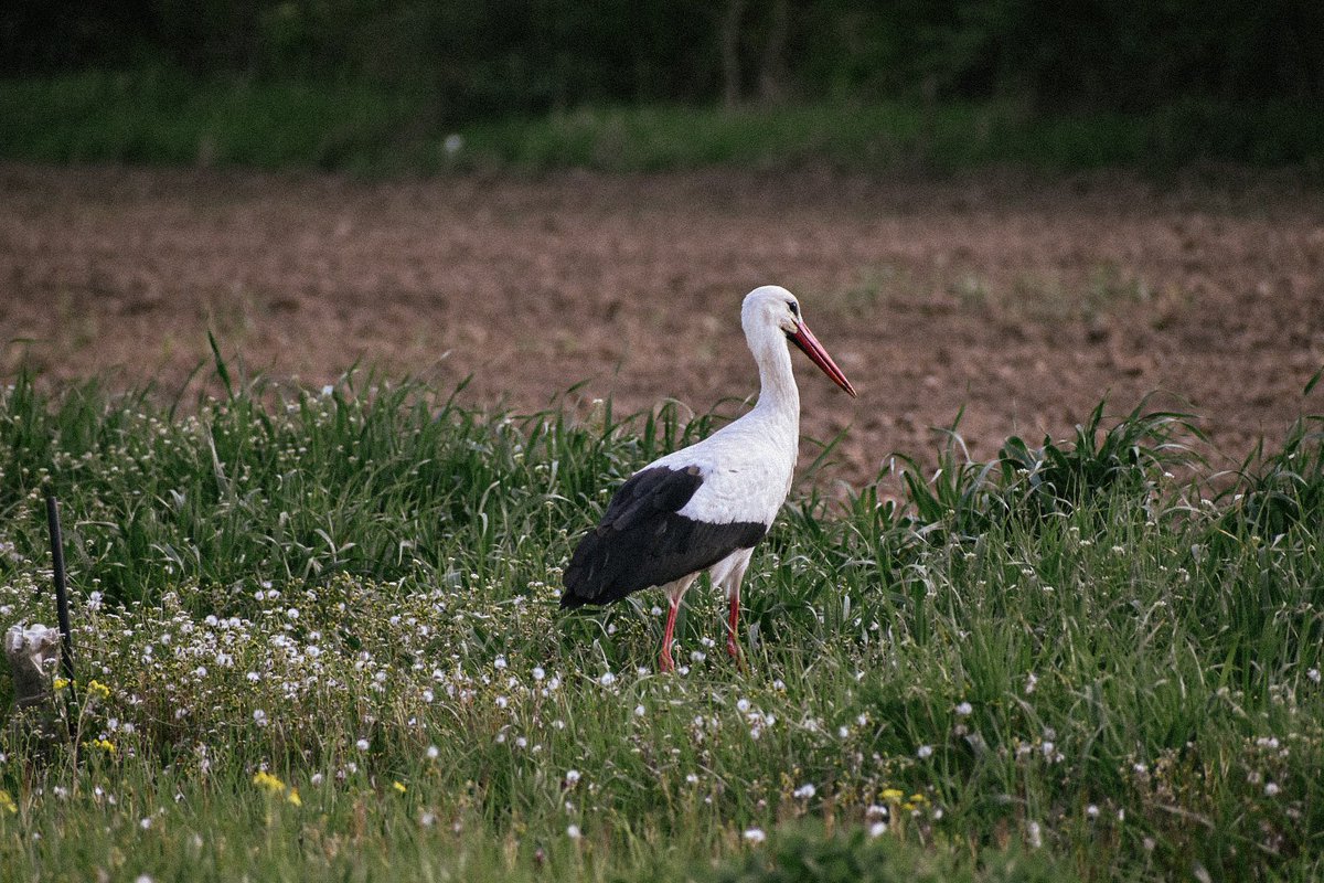Dragica92's tweet image. Roda. 

#roda #stork #fly #flying #bird #nature 

- Dragica Basarić photography.