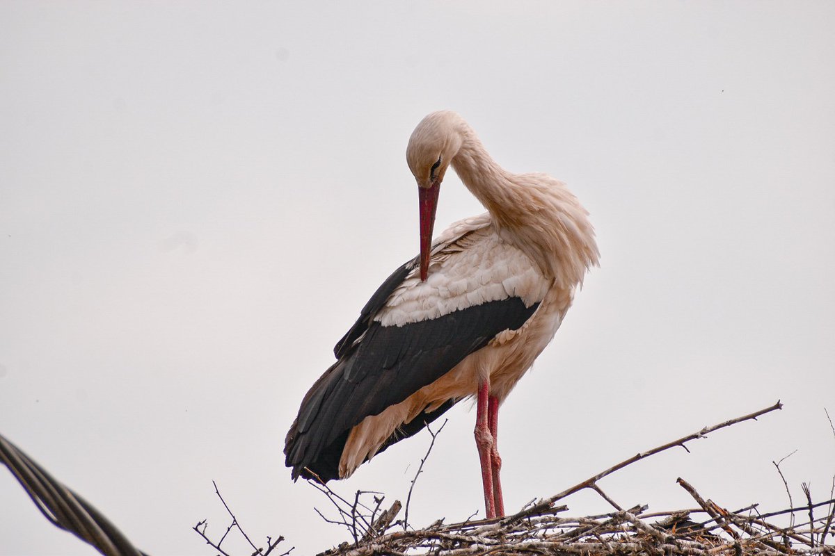 Dragica92's tweet image. Roda. 

#roda #stork #fly #flying #bird #nature 

- Dragica Basarić photography.