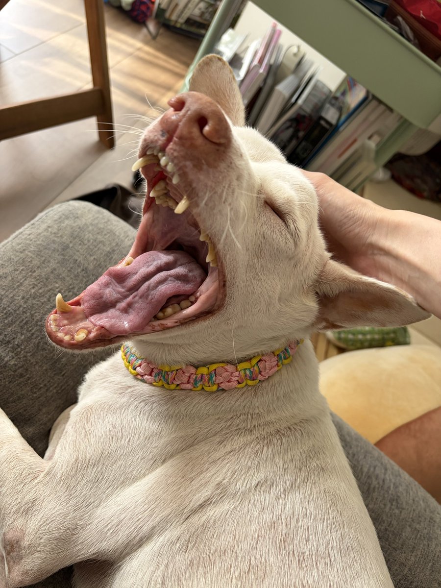 プケ&マイキード🇹🇭 tweet media