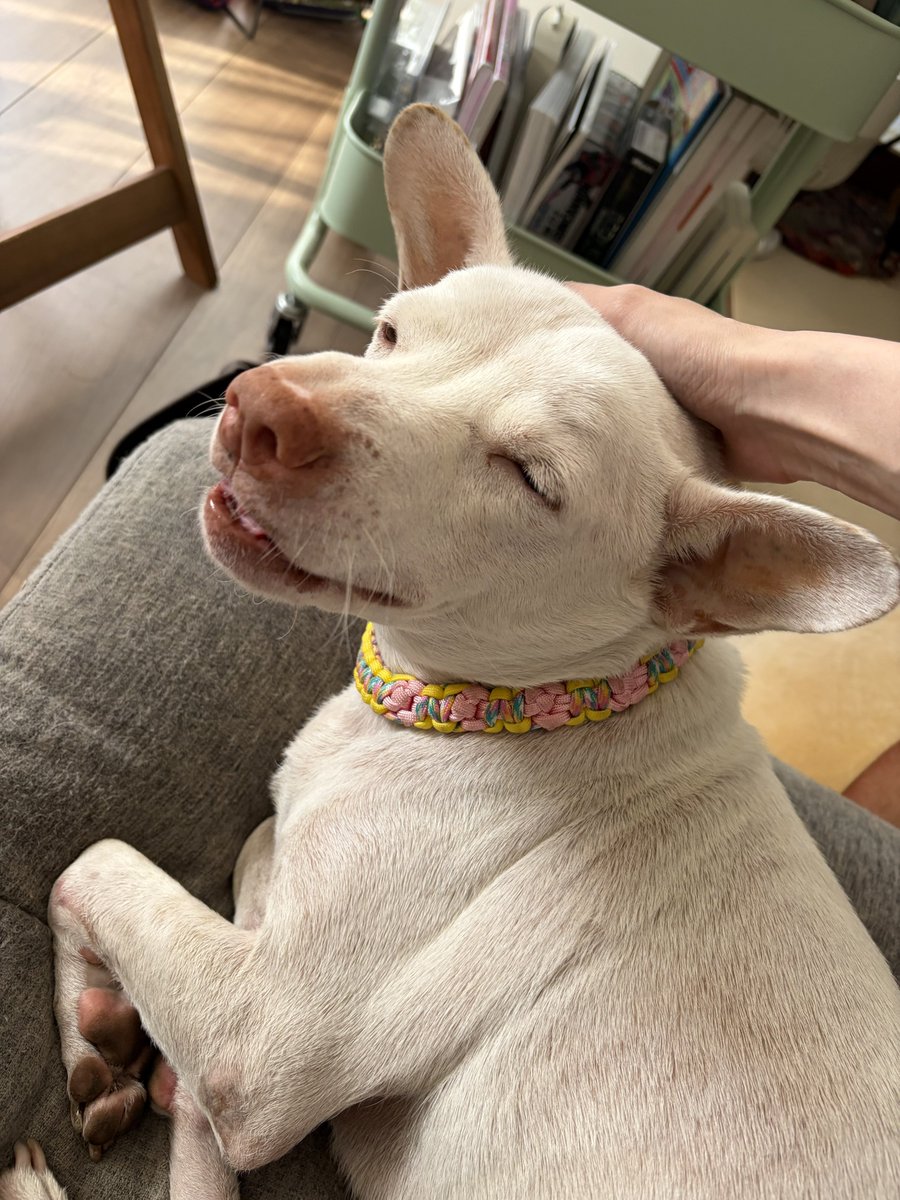 プケ&マイキード🇹🇭 tweet media