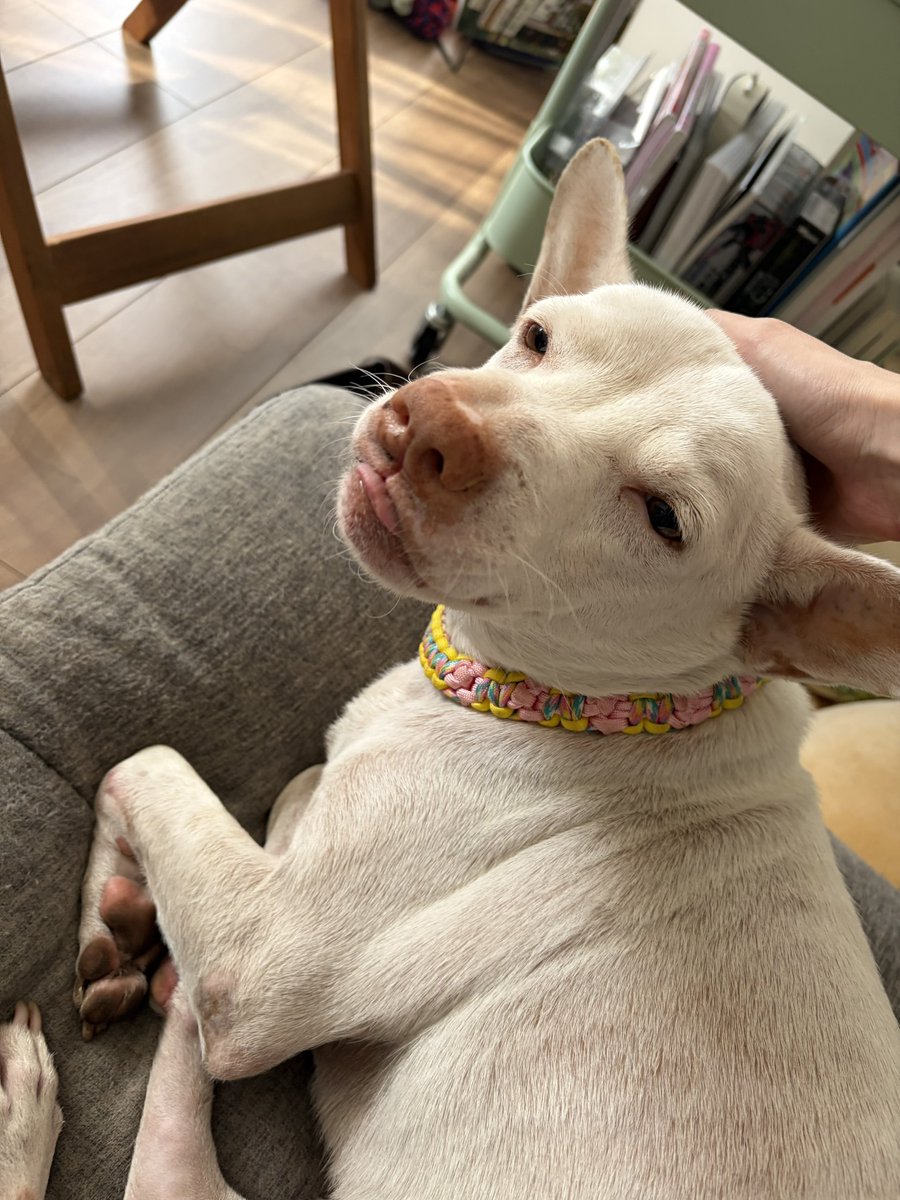 プケ&マイキード🇹🇭 tweet media