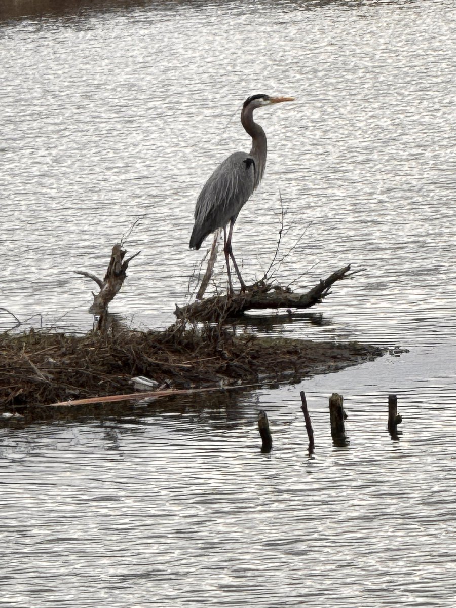 dinesh67082370's tweet image. My Conversations With Nature.
Do you dream to fly like birds?#birds youtube.com/shorts/qrLwLwU… via @YouTube
@OntarioParks @OntarioNature @bcbirdtrail @mybirdcards @birdsoftheworld @ABCbirds @NatureCanada @BirdLife_News @rupadash @DrBaidas @Natures_Voice @NDevidar @chaptersindigo