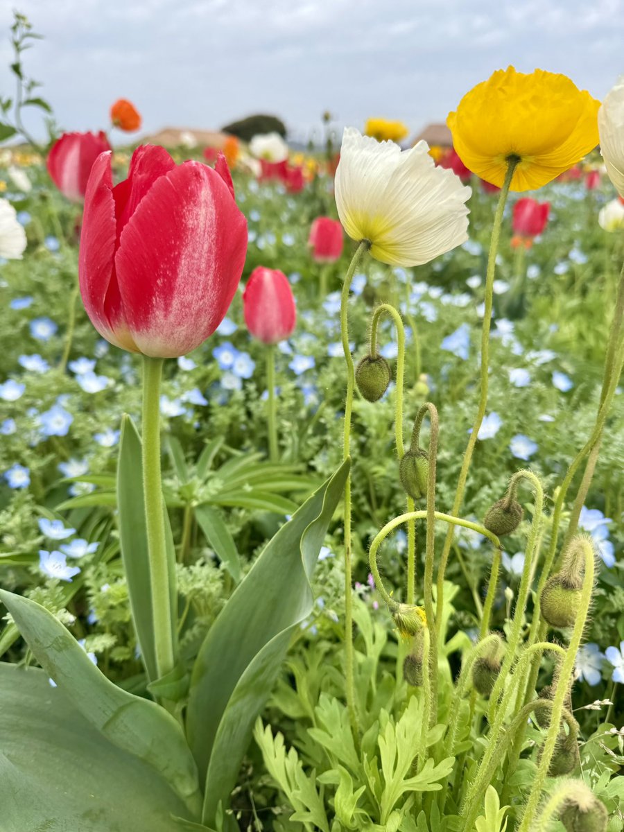 伊藤美恵 Mie Ito tweet media