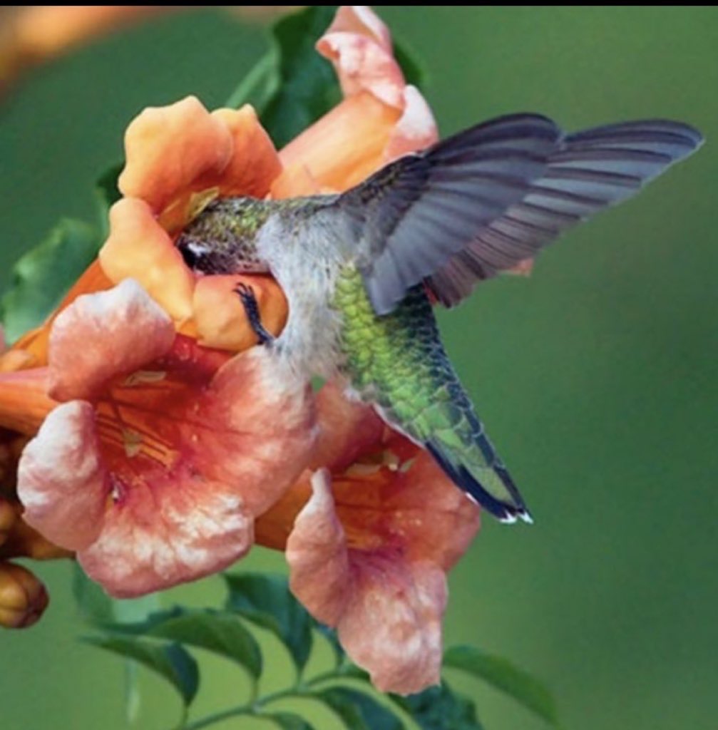 Bleu_Owl's tweet image. Beautiful Nature,
Nectar from blooming flower-
A Nexus of Love ~

#senryu #haiku #nature #poetry 
#haikuchallenge #poet @Bleu_Owl 
Nature* Nectar* Nexus*