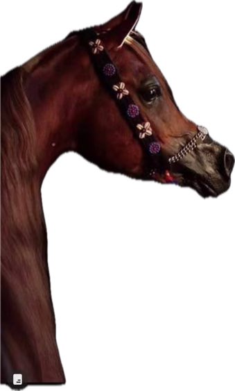 HaertttttyyNs's tweet photo. أفعالنا يجب أن تحكي عن إنسانيتنا، وإلا سنكون حيوانات ترتدي الموضة وتستخدم التكنولوجيا. https://t.co/yhvEOhbIj6