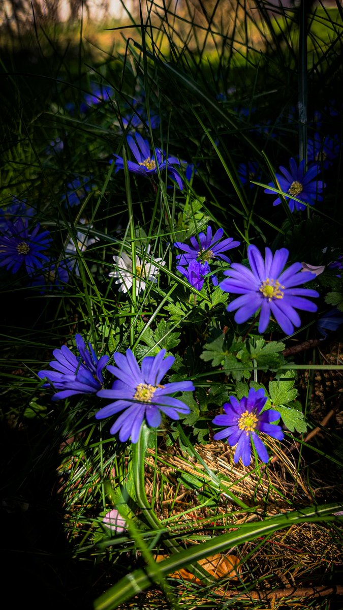 Hidden beauties 💟
#anemone #flower #photography