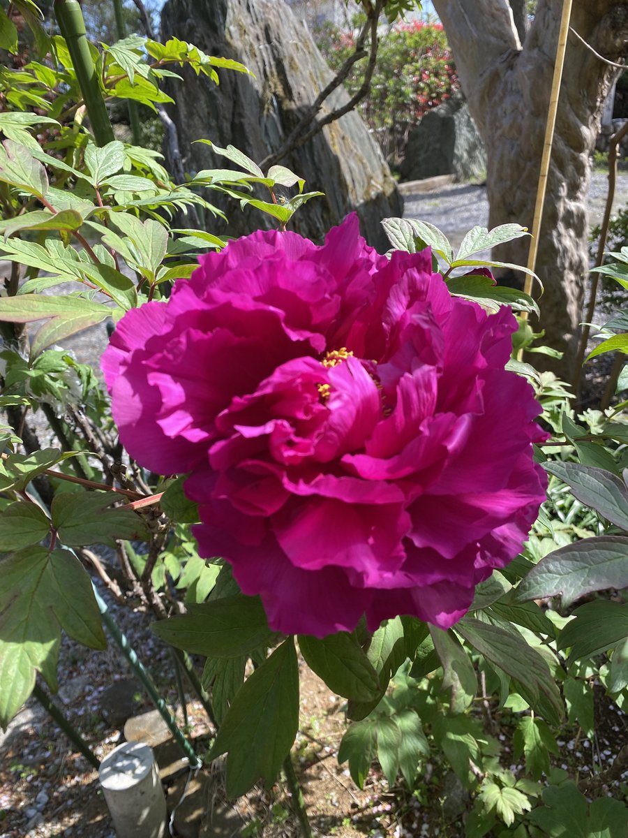 hinakana tweet media