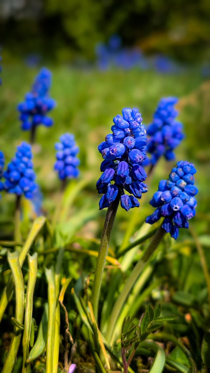 Grape hyacinth 💙
#hyacinth #flower #photography