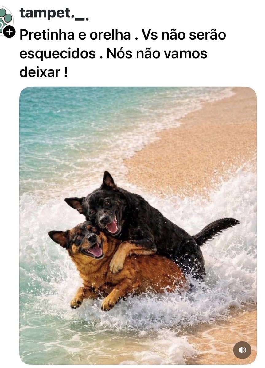 Ju74810119's tweet photo. Justiça por Orelha e demais animais vítimas de violência e maus-tratos. https://t.co/Xixwvn2ZYX