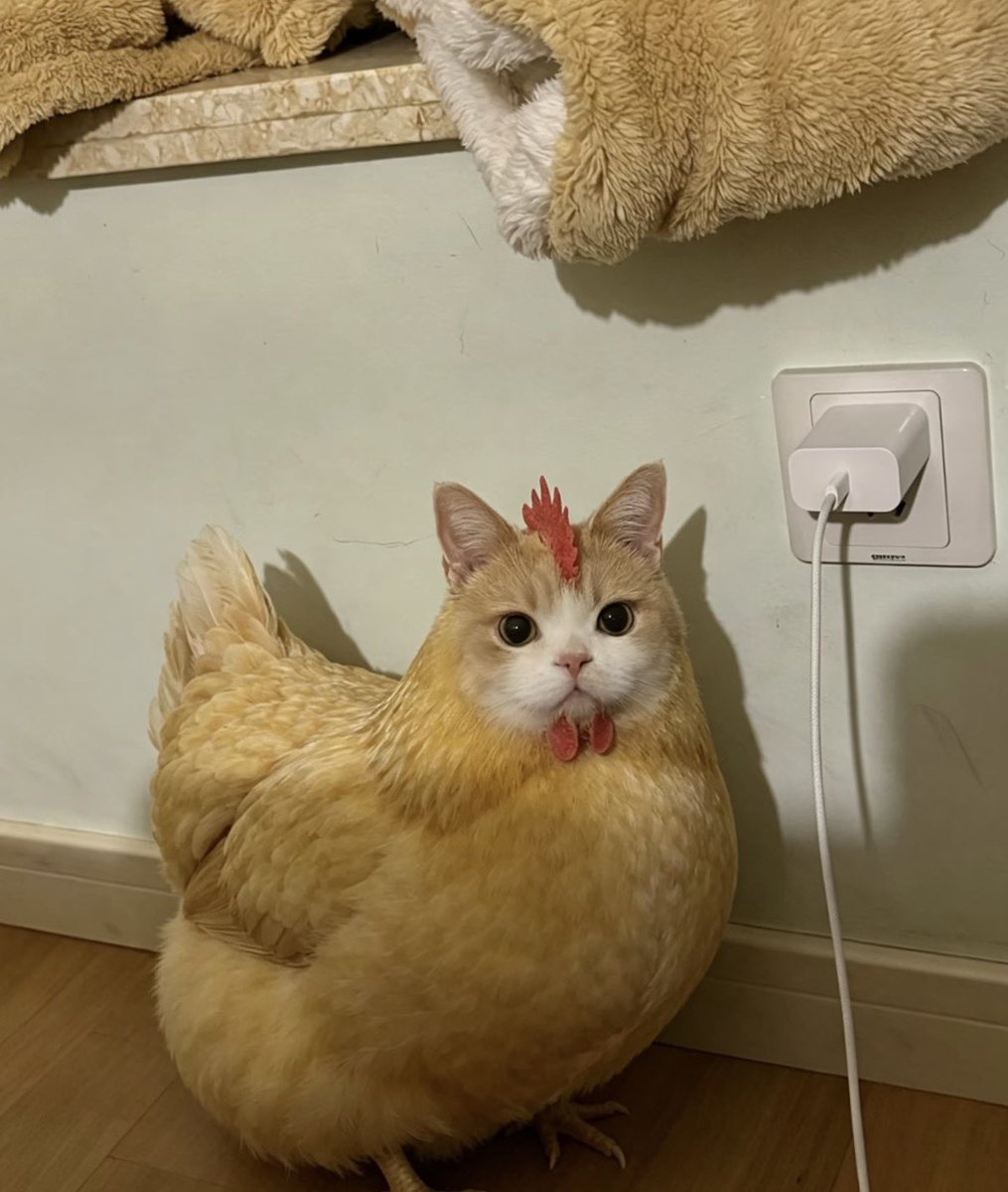 💖 (@twaniimals) on Twitter photo 