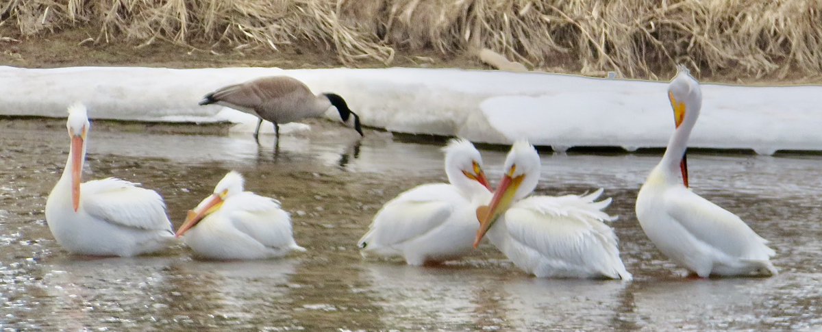 hapandcarol's tweet photo. #HAPPINESS is discovering a group of pelicans searching for food in the Red Deer River. #pelicans #RedDeerRiver https://t.co/mTZUDJrlLP