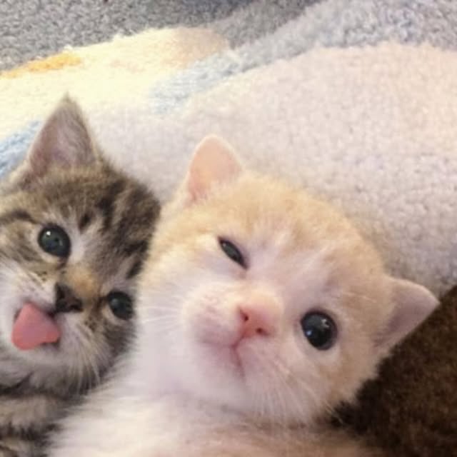 癒される動物 tweet media