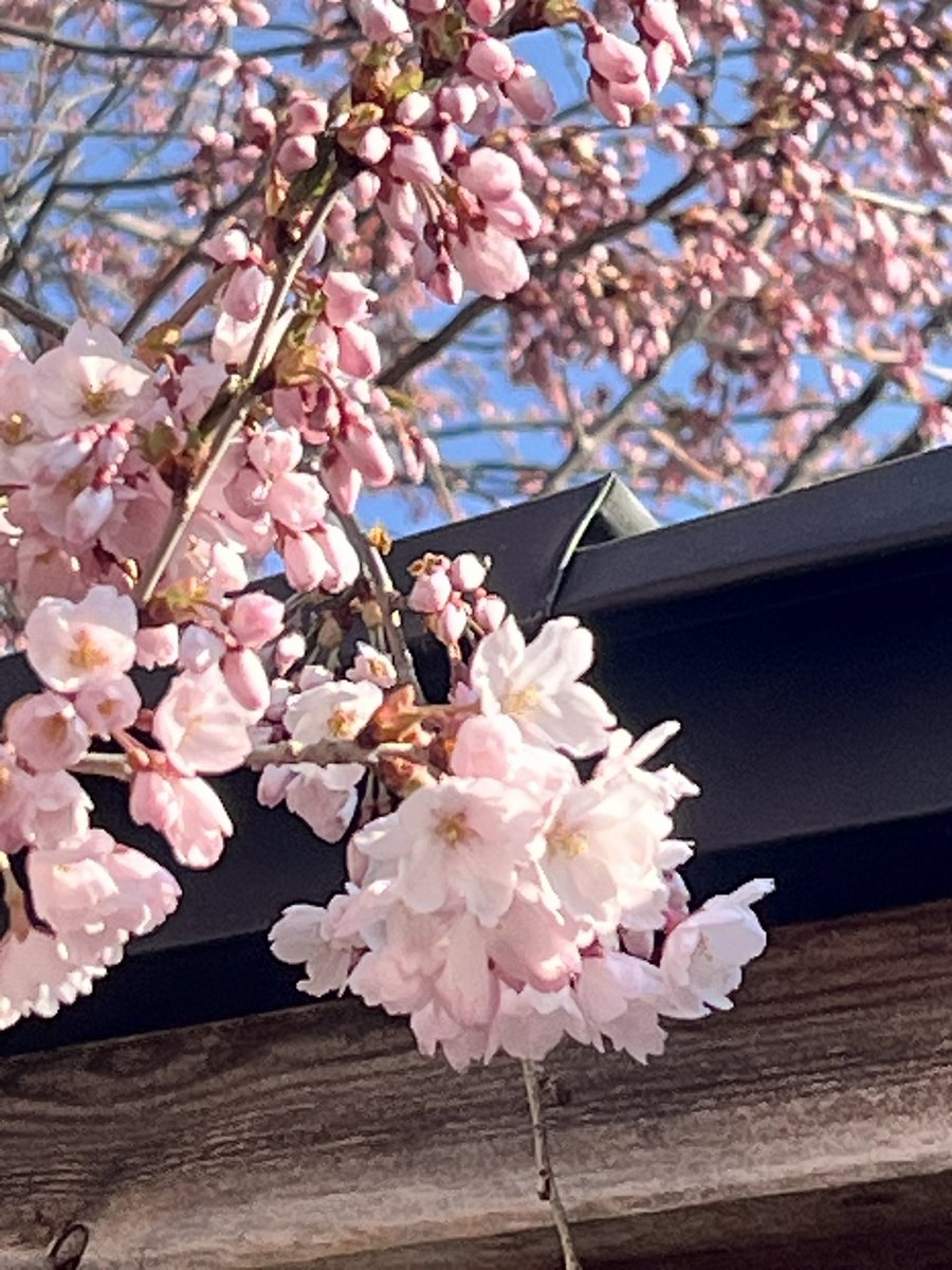 OnoNobuki's tweet photo. 日曜日だけど今日は仕事。
我が家の桜もどんどん咲いてきてるから、俺も気持ち入れ替えてがんばろ。

今日は楽しみにしてるラジオもあるし！

 #とんねるずのおかげです 
 #江田っち
 #ゴカクちゃん
 #とんねるず
 #ラジオカロスサッポロ https://t.co/JzcW2tgfpp