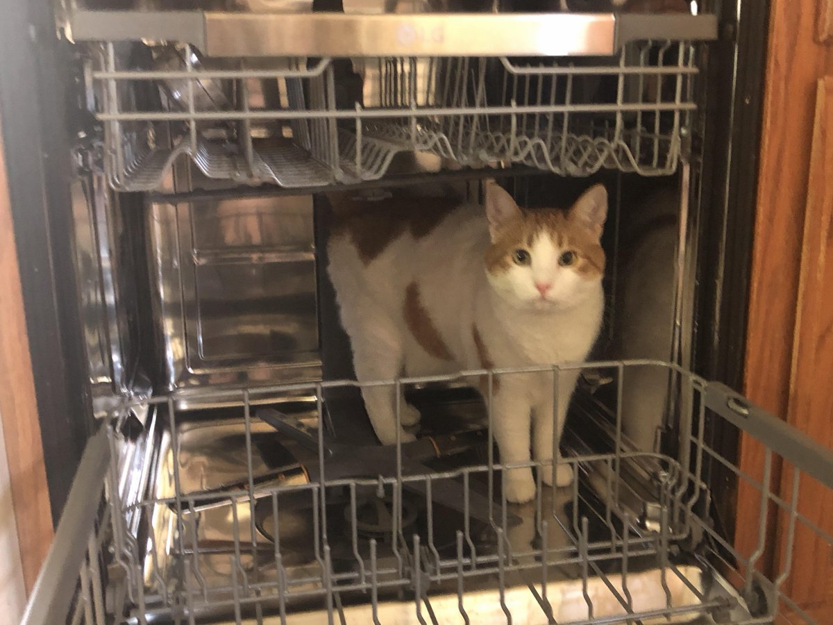 LindaGray542797's tweet image. Going through a break up, please comment your cat pictures
#Woof #BANGCHELLA