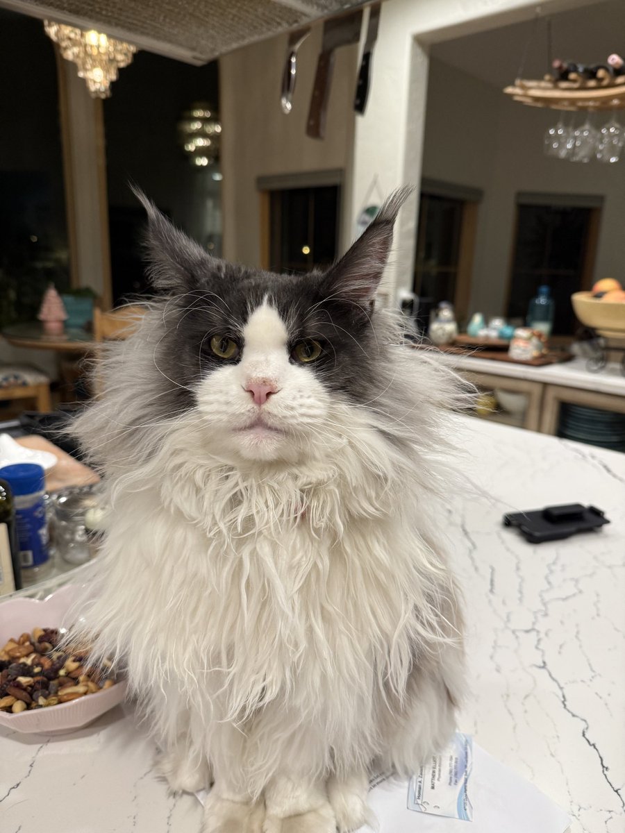 MissNoim's tweet photo. @emilyjobot He doesn’t want anything, he is judging you!  This little arsehole does it every night. https://t.co/JTF8KeWo6I