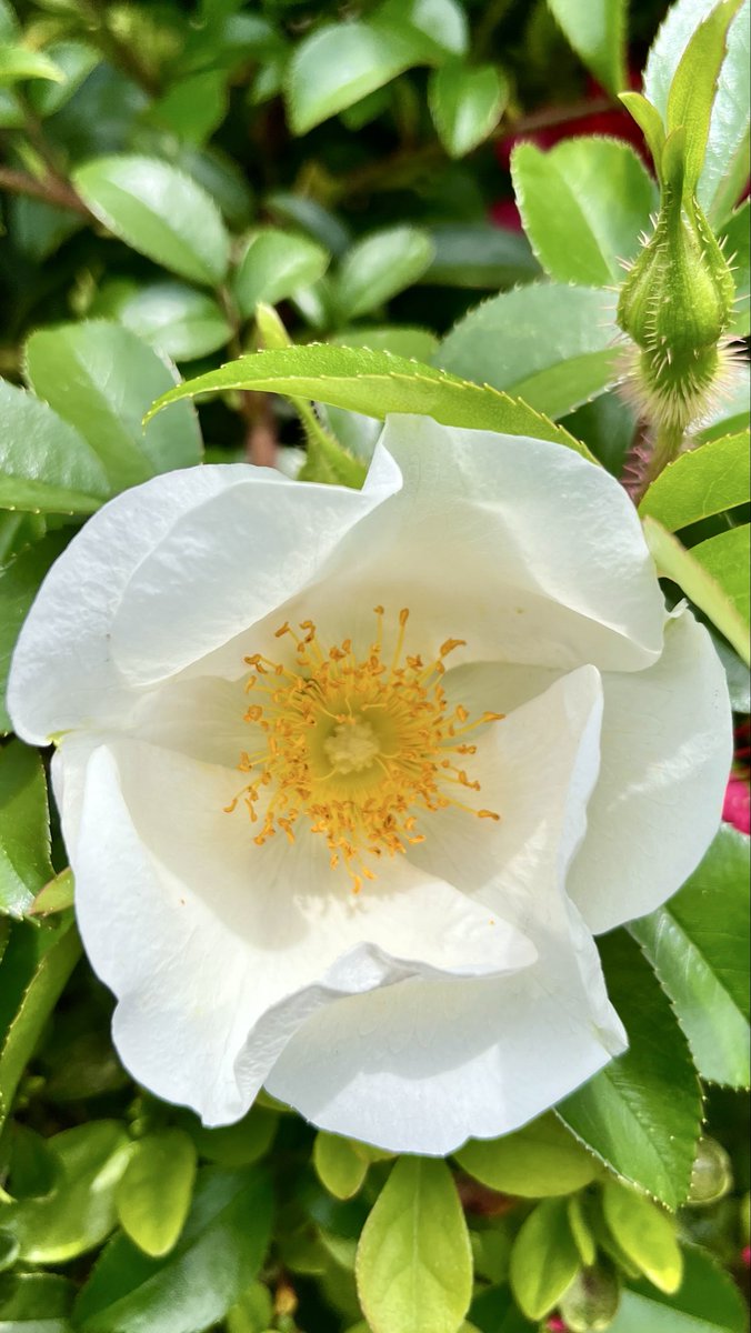 緑桜 tweet media