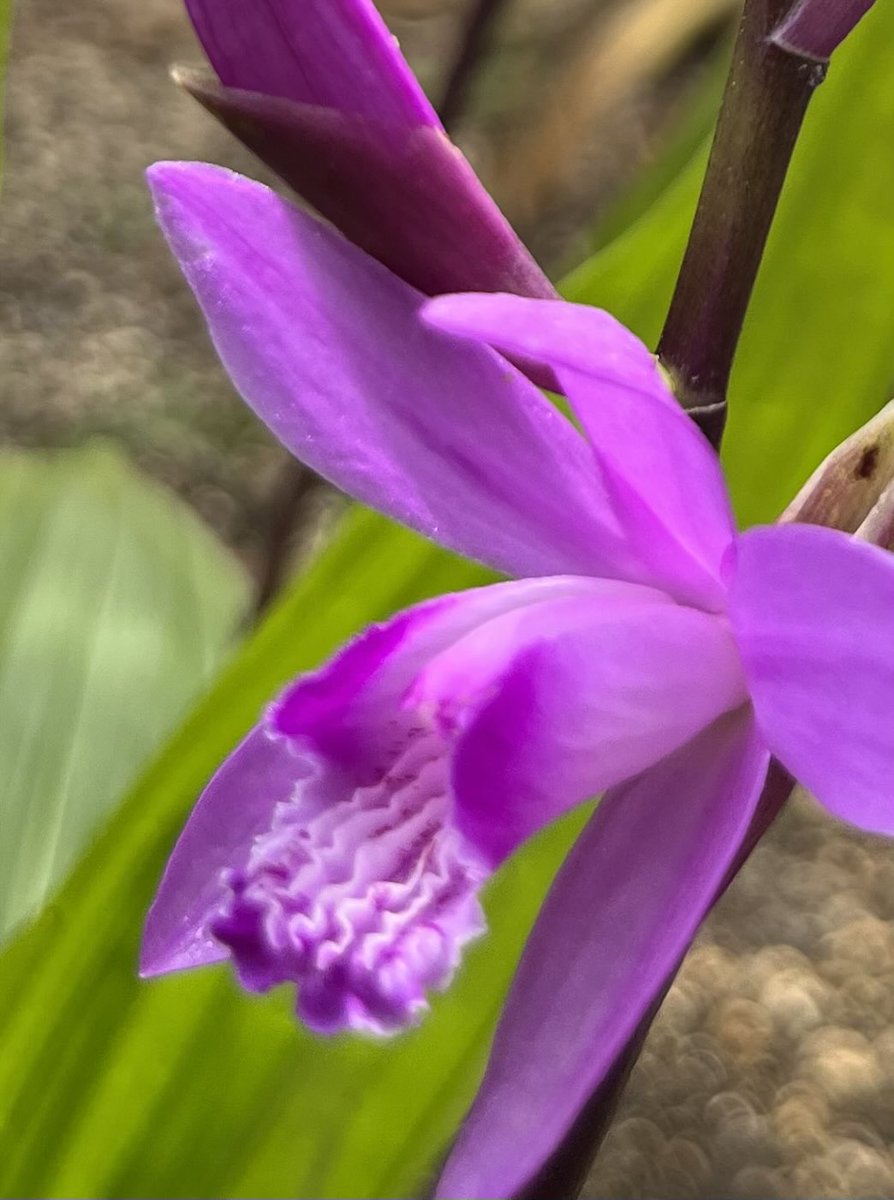 緑桜 tweet media