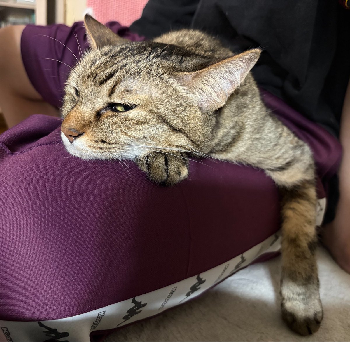 vegelovecat's tweet image. おはよー
今朝は車じゃなく歩いて散歩に行くとミズさん  無事帰宅☺️
昨夜は野菜室の前でミズさん寝ちゃって開けれず 外にあったネギしか野菜が使えなかった😅 父ちゃんにもらった韓国海苔で納豆うま ネギ豆腐味噌汁 豆のカレーマヨサラダ
 #vegan #ヴィーガン #保護犬を家族に #保護猫を家族に