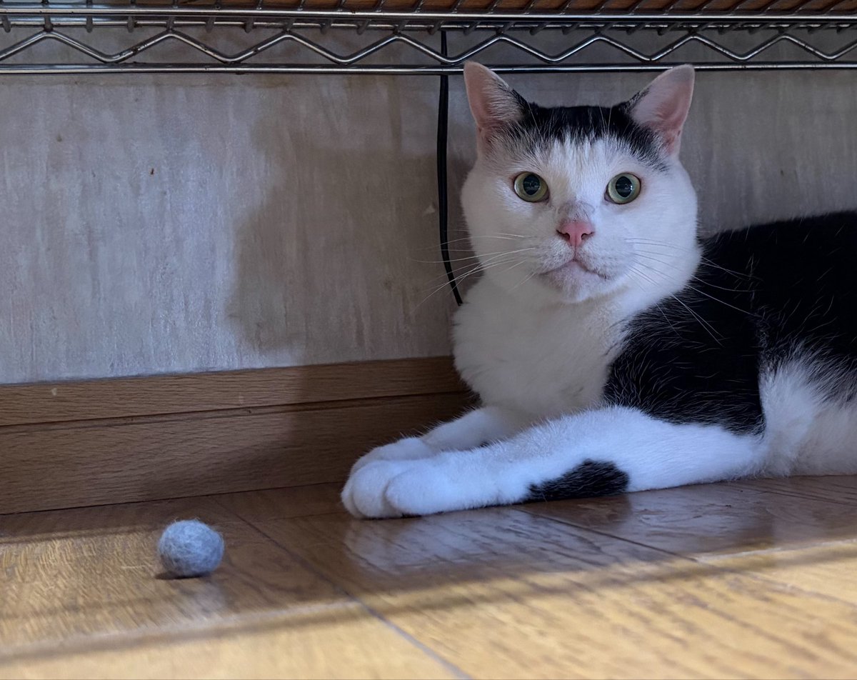 vegelovecat's tweet image. おはよー
今朝は車じゃなく歩いて散歩に行くとミズさん  無事帰宅☺️
昨夜は野菜室の前でミズさん寝ちゃって開けれず 外にあったネギしか野菜が使えなかった😅 父ちゃんにもらった韓国海苔で納豆うま ネギ豆腐味噌汁 豆のカレーマヨサラダ
 #vegan #ヴィーガン #保護犬を家族に #保護猫を家族に