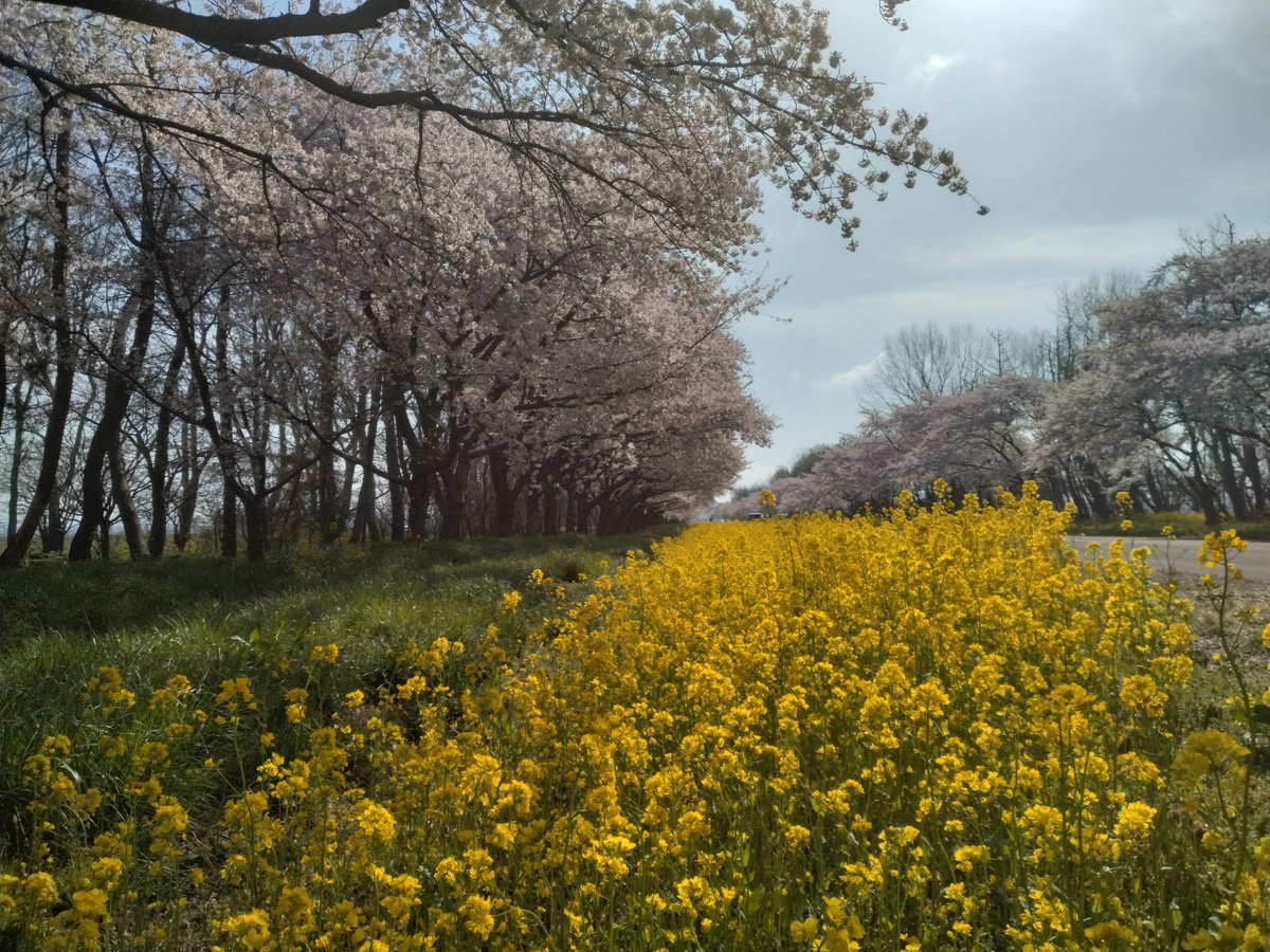 いなかのおっさん tweet media