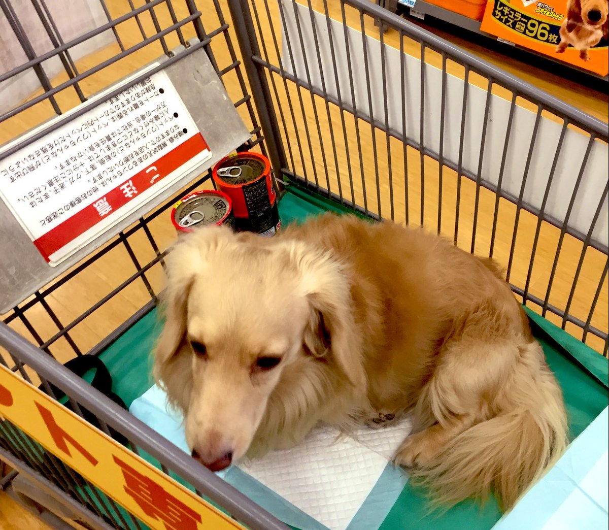 🐼🐼🐼 tweet media