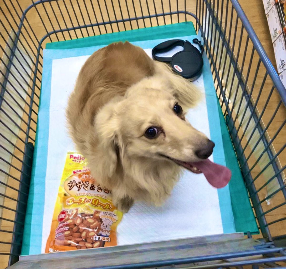 🐼🐼🐼 tweet media