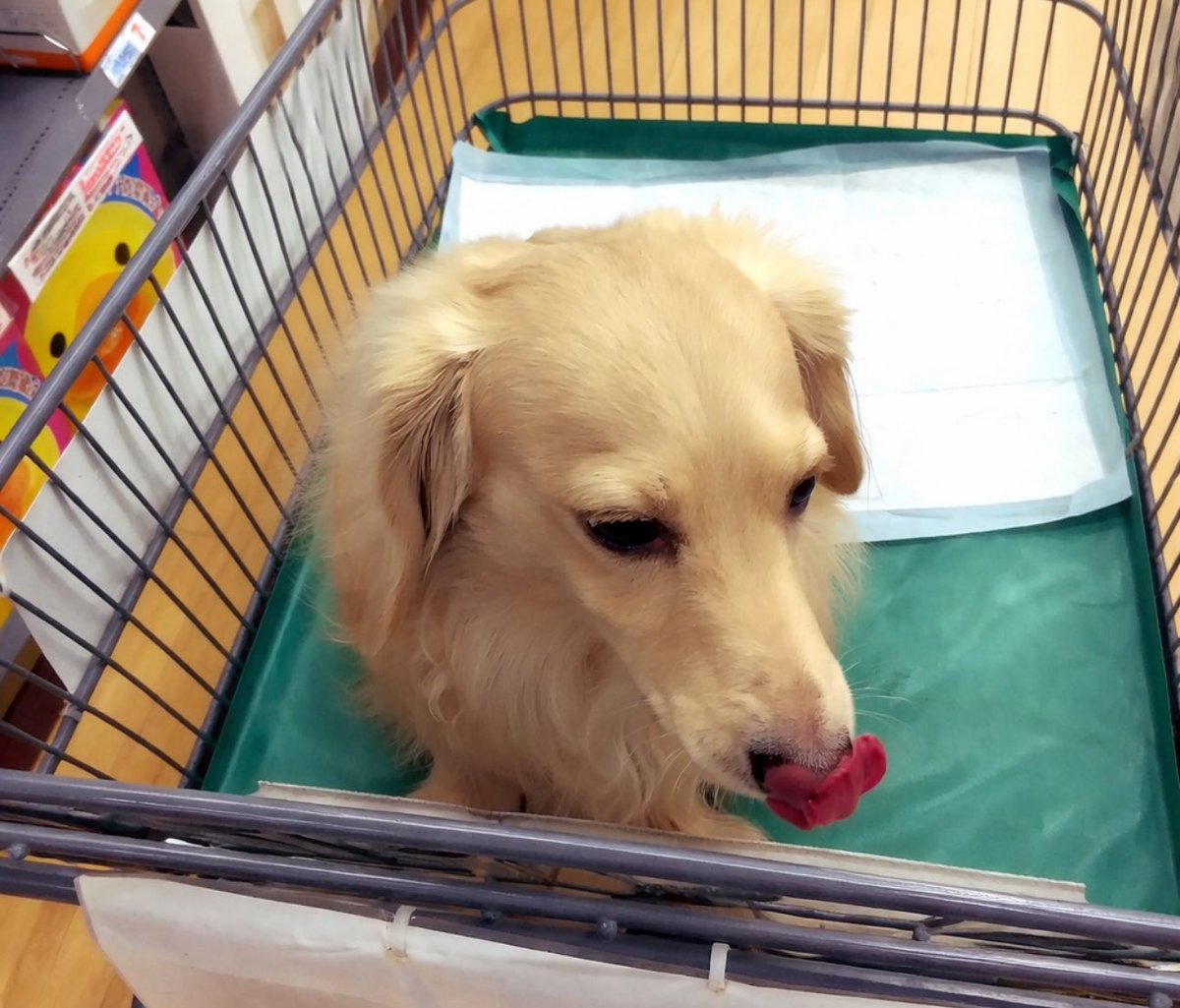 🐼🐼🐼 tweet media