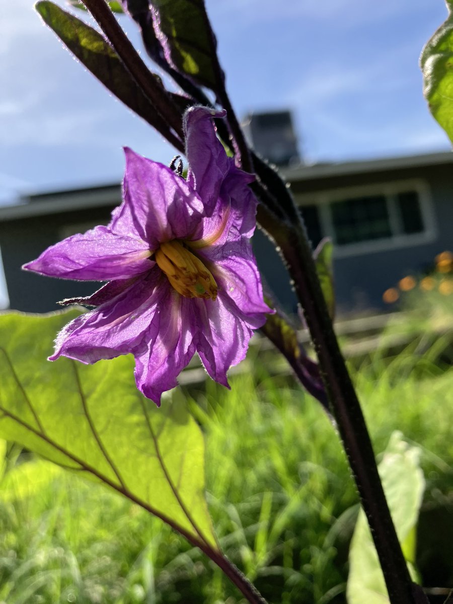 Dr Ellery Samwise tweet media