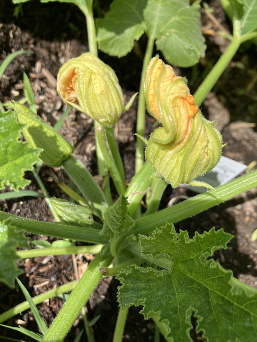 Dr Ellery Samwise tweet media