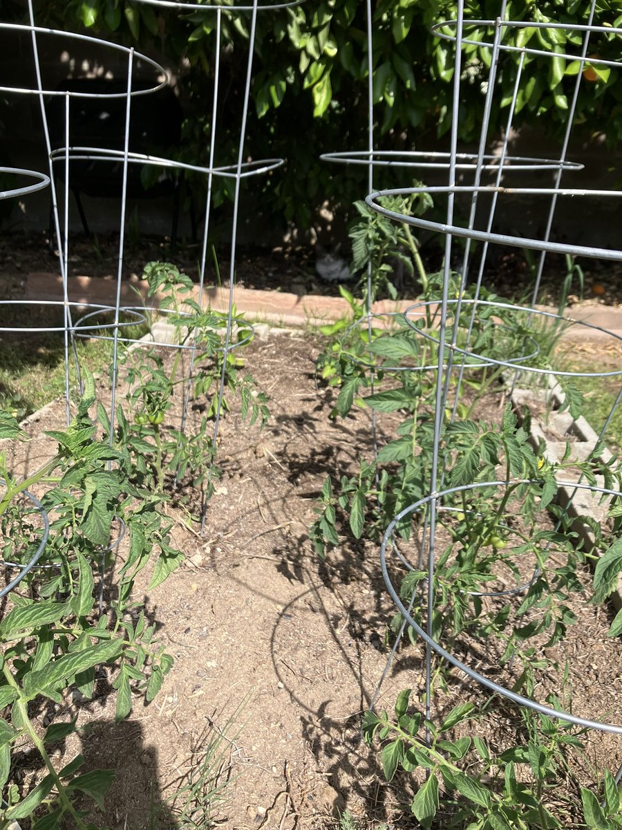 Dr Ellery Samwise tweet media