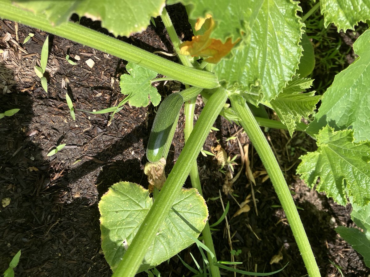 Dr Ellery Samwise tweet media