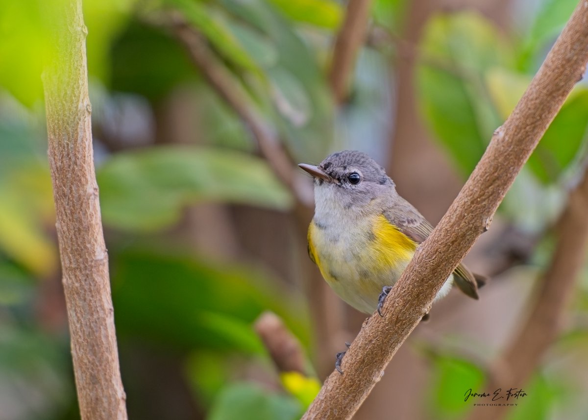 buggyfresh78's tweet photo. "Cute Guy" - A young male American #Redstart gets in on the migrant activity, pausing between feeding. Kingston, #Jamaica.
#birds #animals #wildlife #birdsseenin2026 https://t.co/DtmAiMaOux