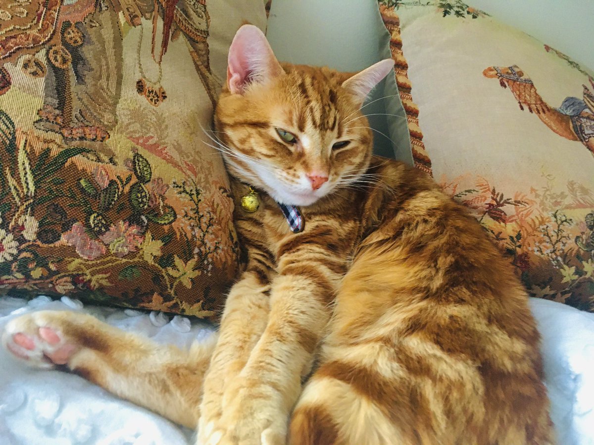 Today is mine 8th Birffday, efurrybody 💕🌸💕🌸😻💕🌸💕🌸😻 hooms say I’m as precious as ever!!