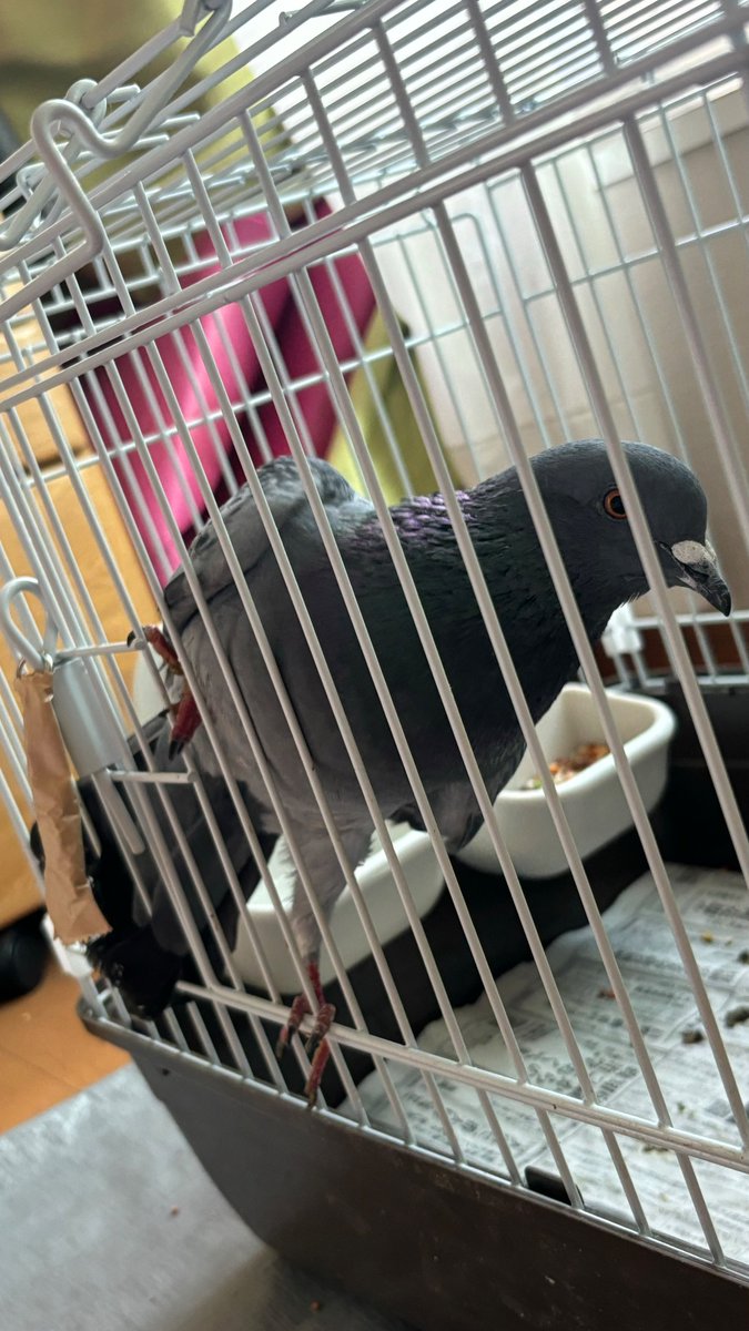 ﾉﾚー彡ン tweet media