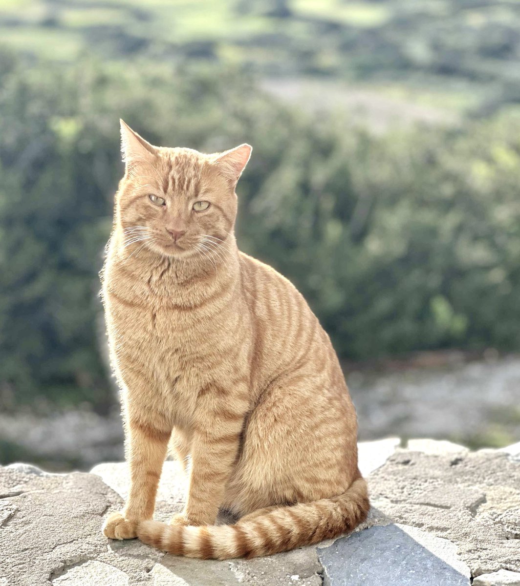 CatsofIraklia's tweet image. Say hello to Pari, a neutered male who lives in the hilltop village cat colony on this tiny Greek island where we care for the Aegean #Cats 
You can help the #cats by making a small donation to fund vital medicines, neutering and food all year round. Purr!
gofundme.com/f/cats-of-irak…