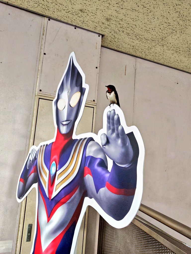 ナタデココ tweet media