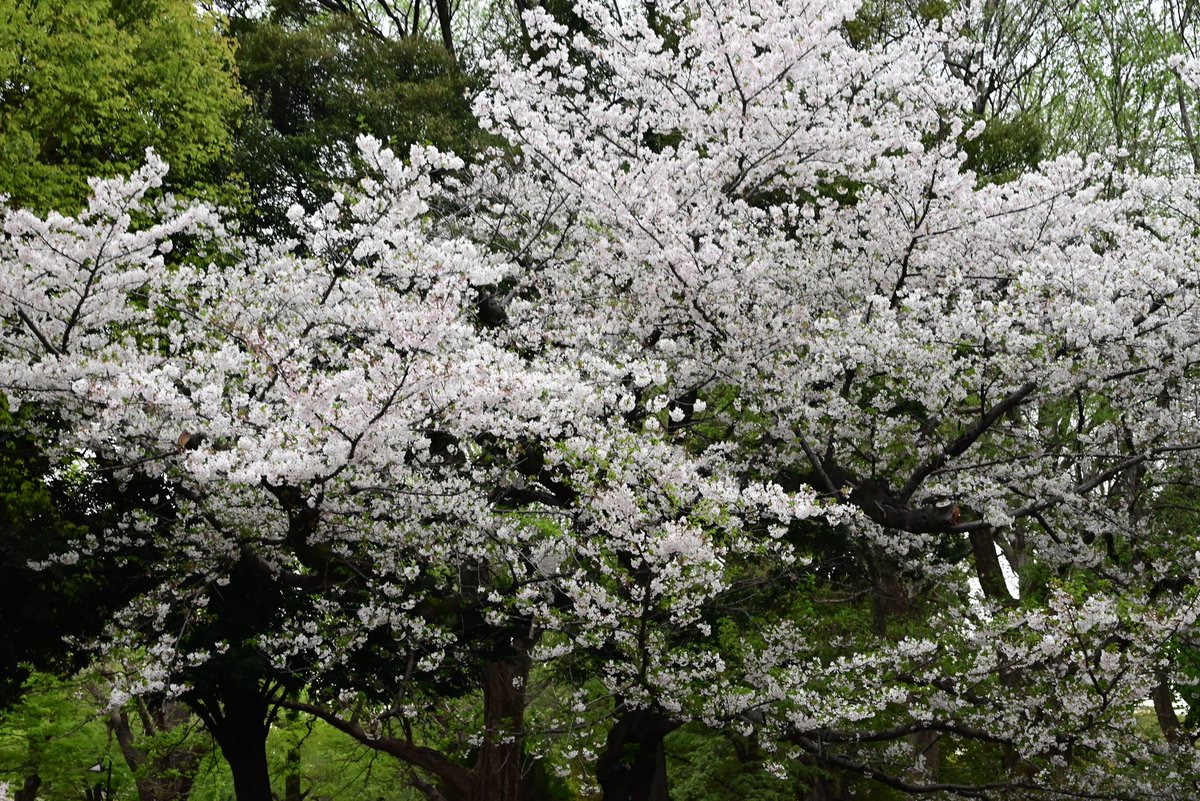 rettugou's tweet photo. 国立科学博物館　超危険生物展と上野の桜 https://t.co/6C5d7VXGDC