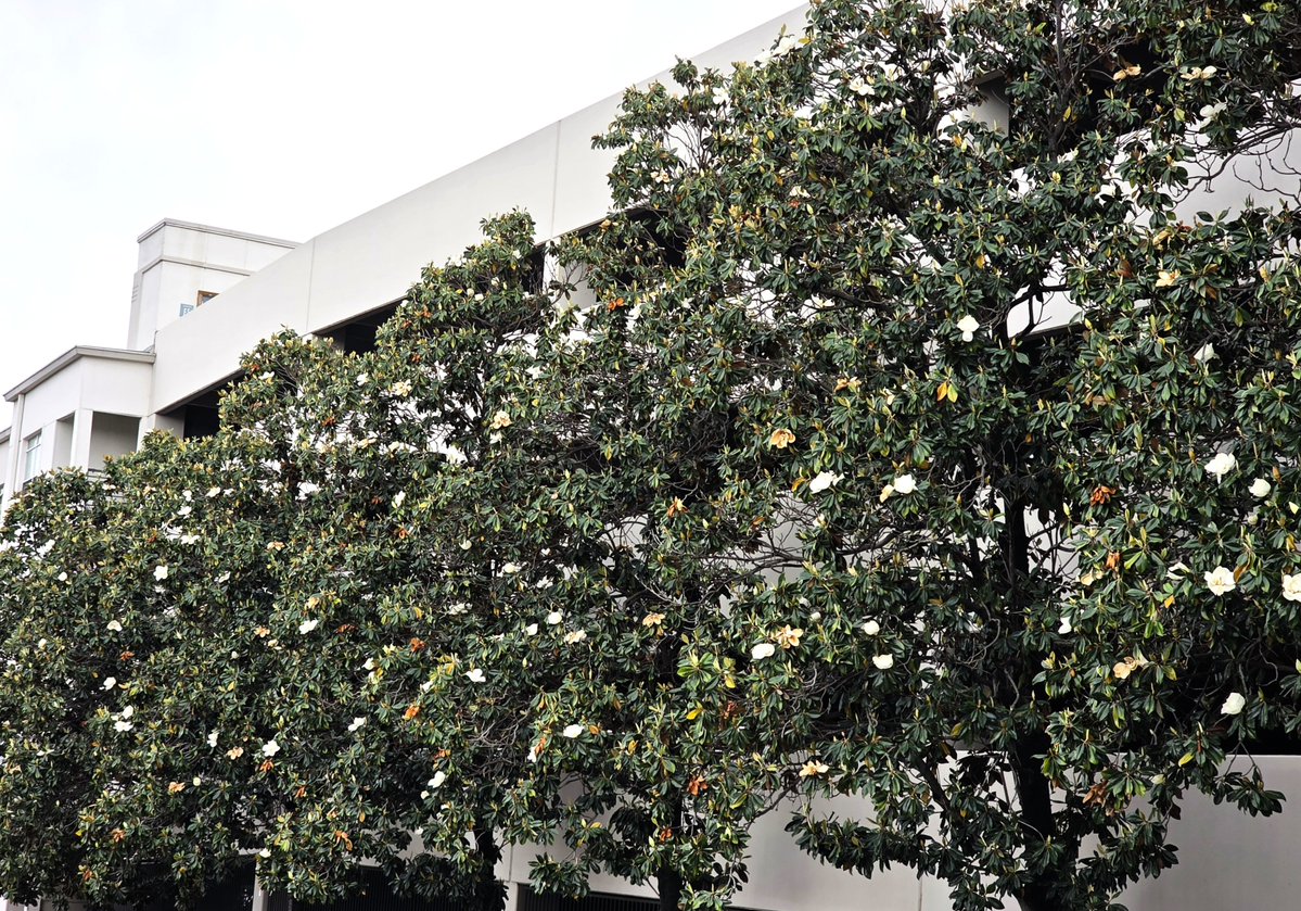 GilRGlover's tweet image. #Nature in the city: On a chilly gray #springtime day in #Dallas, #Magnolias bloom against a parking garage. I'll take it.